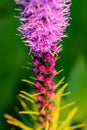 Pretty flowering purple liatris in a garden. Blooming purple liatris flowers in a garden. Macro photo of a fluffy purple flower Royalty Free Stock Photo