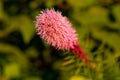 Pretty flowering purple liatris in a garden. Blooming purple liatris flowers in a garden. Macro photo of a fluffy purple flower Royalty Free Stock Photo