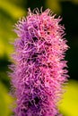 Pretty flowering purple liatris in a garden. Blooming purple liatris flowers in a garden. Macro photo of a fluffy purple flower Royalty Free Stock Photo