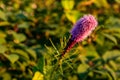 Pretty flowering purple liatris in a garden. Blooming purple liatris flowers in a garden. Macro photo of a fluffy purple flower Royalty Free Stock Photo