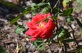 Pretty Flowering Red Rose Blossom in a Garden