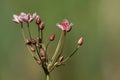 A stunning Flowering Rush Butomus umbellatus growing at the edge of a pond. Royalty Free Stock Photo