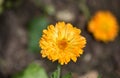 Pretty Flowering Tickseed Blossom in a Garden