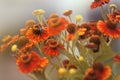 Pretty flowers and bee. Royalty Free Stock Photo