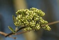 The flowers of a Blackhaw Viburnum shrub, Prunifolium, growing in the wild in the UK. Royalty Free Stock Photo