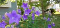 Pretty flowers bloom in garden in summer