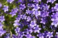 Dalmatian bellflower (Campanula portenschlagiana)