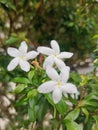 Pretty flowers Duranta erecta L. from Thailand colorful and beautiful colorful green natural flowers