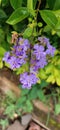 Pretty flowers Duranta erecta L. from Thailand colorful and beautiful colorful green natural flowers