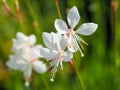 Pretty flowers of Gaura lindheimeri Sparkle White