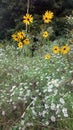 Pretty flowers growing in Louisiana field fall