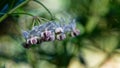 The flowers of the swan plant, the food plant for the monarch butterfly caterpillar Royalty Free Stock Photo