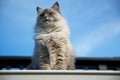 Adult female lynx point cat sitting on the edge of a roof