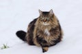 A pretty fluffy female Norwegian Forest Cat in the snow Royalty Free Stock Photo