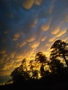 Pretty fluffy golden sunset clouds