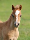 Pretty Foal