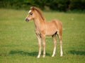 Pretty Foal