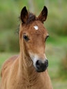 Pretty Foal Royalty Free Stock Photo