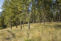 Pretty forest in north Idaho