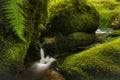 A pretty forest scene with a small waterfall and stream surrounded by lush green moss and ferns.