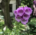 Pretty Foxglove Flower Purple Spotted Marks