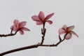 Pretty frangipani flower on a white background in Singapore. Relaxing spa image