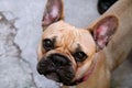 Pretty French Bulldog dog Royalty Free Stock Photo