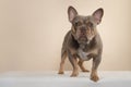 Pretty french bulldog dog  standing on a cream colored background looking at the camera Royalty Free Stock Photo