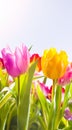 Pretty fresh tulips in spring sunshine Royalty Free Stock Photo