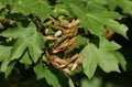 The fruits of a Field Maple Tree, Acer campestre, growing in woodland in spring in the UK. Royalty Free Stock Photo