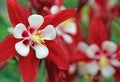 Pretty fuchsia blooms Royalty Free Stock Photo