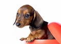 Pretty puppy dachshund star dog Royalty Free Stock Photo