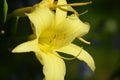 Pretty Garden with a Blooming Yellow Daylily Royalty Free Stock Photo