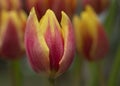 Pretty garden tulips of orange and yellow