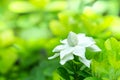 Pretty gardenia flower Gardenia jasminoides blooming  Beautiful in morning in the green leaf Royalty Free Stock Photo