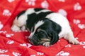 Pretty and gently Basset hound puppy sleeps