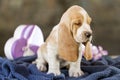 Gently Basset hound puppy