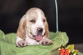 Pretty and gently Basset hound puppy