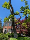 Pretty Georgetown House and Tall Tree