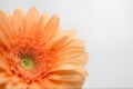 Pretty gerber daisy close up macro copy space Royalty Free Stock Photo