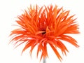 Pretty gerbera Royalty Free Stock Photo