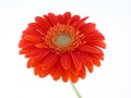 Pretty gerbera Royalty Free Stock Photo