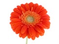 Pretty gerbera Royalty Free Stock Photo