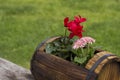 Pretty gerbera flowers Royalty Free Stock Photo