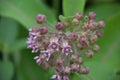 Pretty Giant Milkweed Plant in a Garden