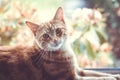 A pretty ginger cat sitting in front of a window Royalty Free Stock Photo