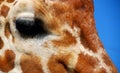 Pretty Giraffe Eye Royalty Free Stock Photo