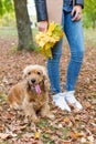 Pretty girl in jeans and coat with bright colored leaves walking in autumn park with a small red dog Royalty Free Stock Photo