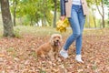 Pretty girl in jeans and coat with bright colored leaves walking in autumn park with a small red dog Royalty Free Stock Photo