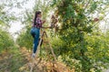 Pretty girl picking fresh apples in a bucket on the stairs in the garden, harvesting